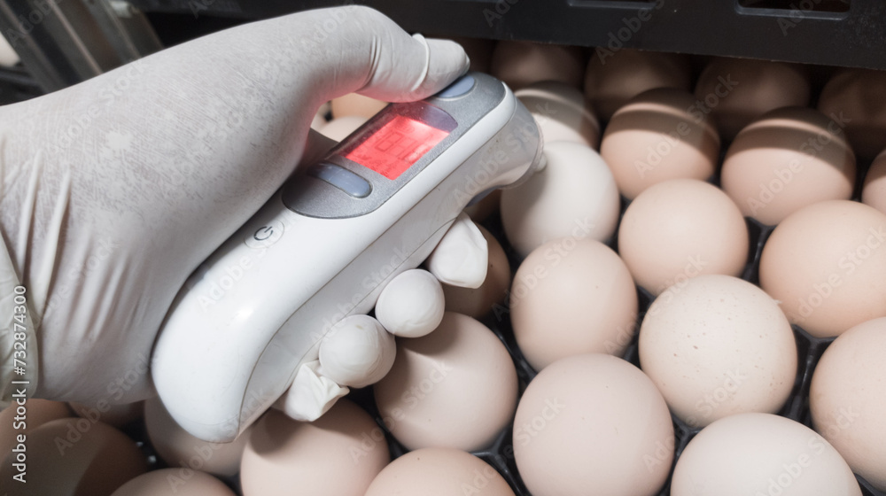 Quality control is measuring the temperature shell of the eggs in the incubation machine, Infrared thermometer in contact with the shell of an egg. Quality control is measuring the temperature shell of the eggs in the incubation machine, Infrared thermometer in contact with the shell of an egg.