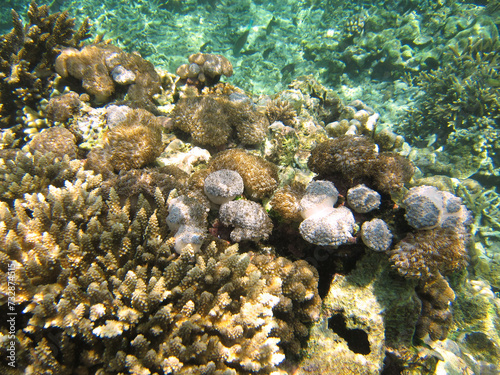 【バリ島】レンボンガン島沖のサンゴ礁のクローズアップ