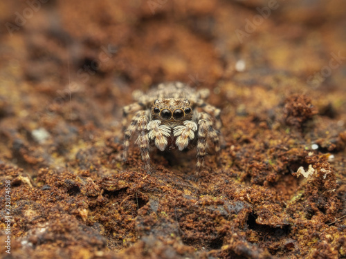 Cute jumping spider on the wood