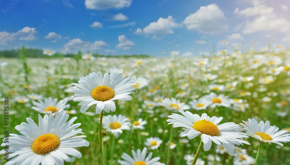 field of white daisies and blue sky