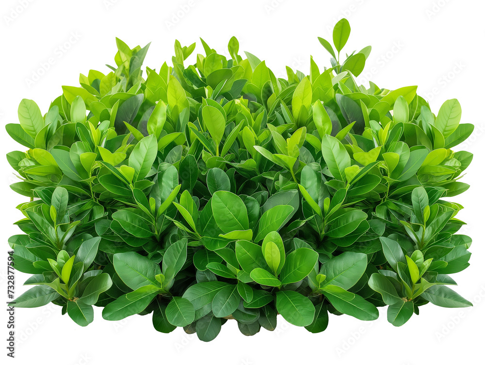 Obraz premium green leaves of a plant, cut out