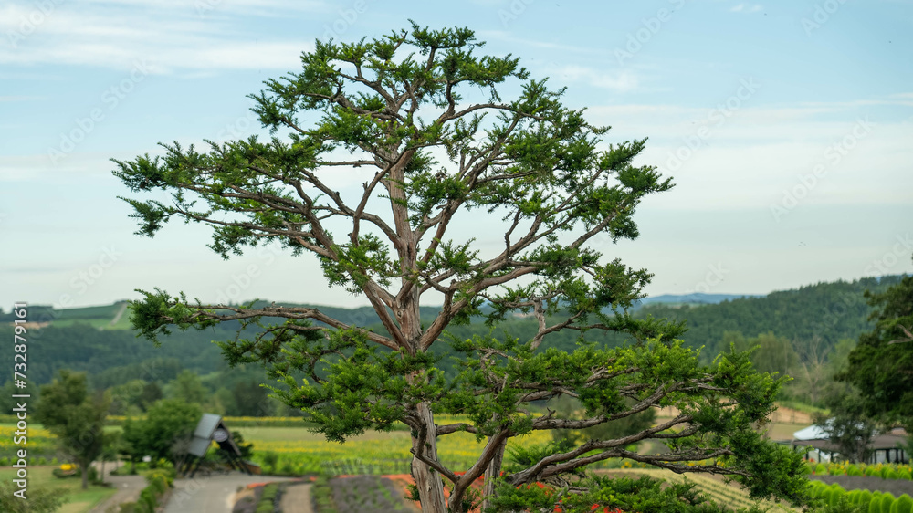 Obraz premium 木の枝