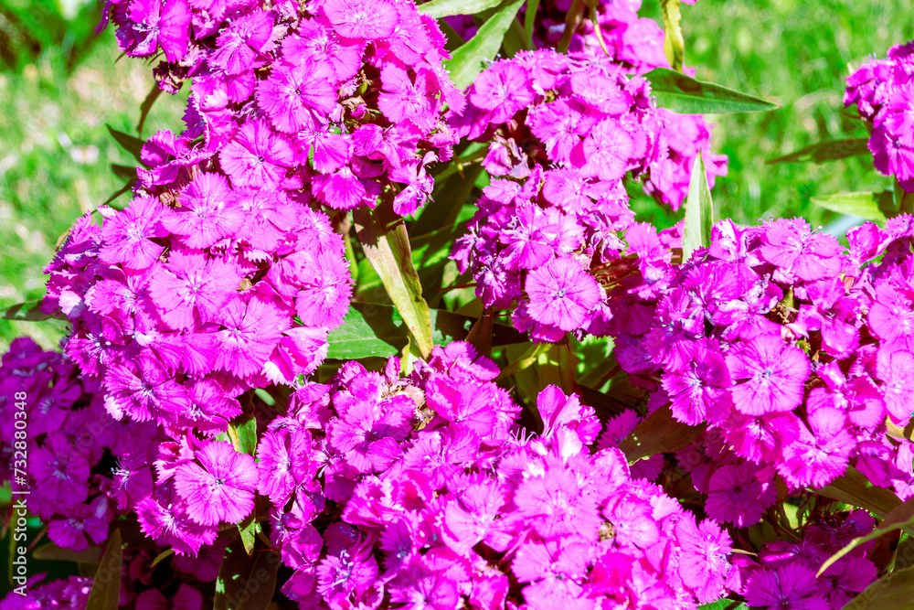 bright pink perennial Turkish carnation flowers with serrated velvety petals, selective focus bright pink perennial Turkish carnation flowers with serrated velvety petals, selective focus