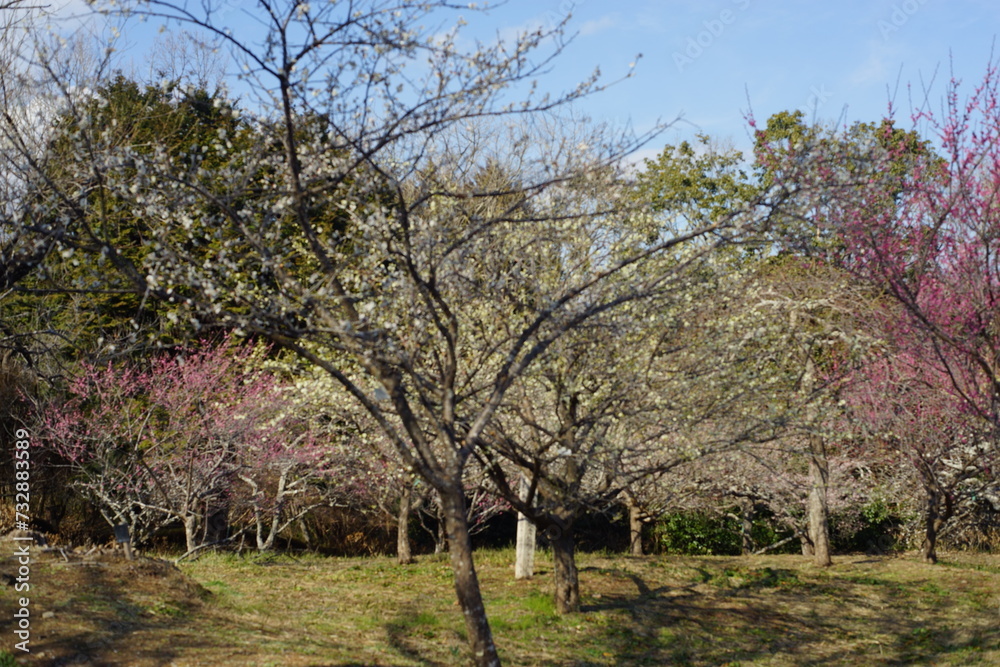 The plum blossoms are in full bloom now