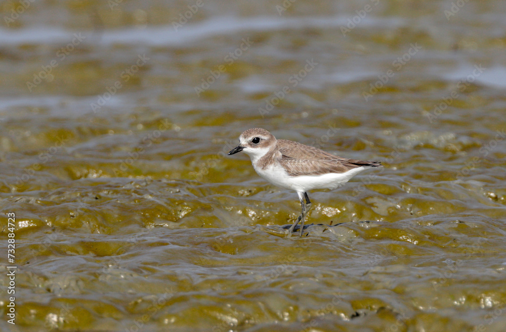 kentish plover on the beach. this photo was taken from Chittagong,Bangladesh. kentish plover on the beach. this photo was taken from Chittagong,Bangladesh.