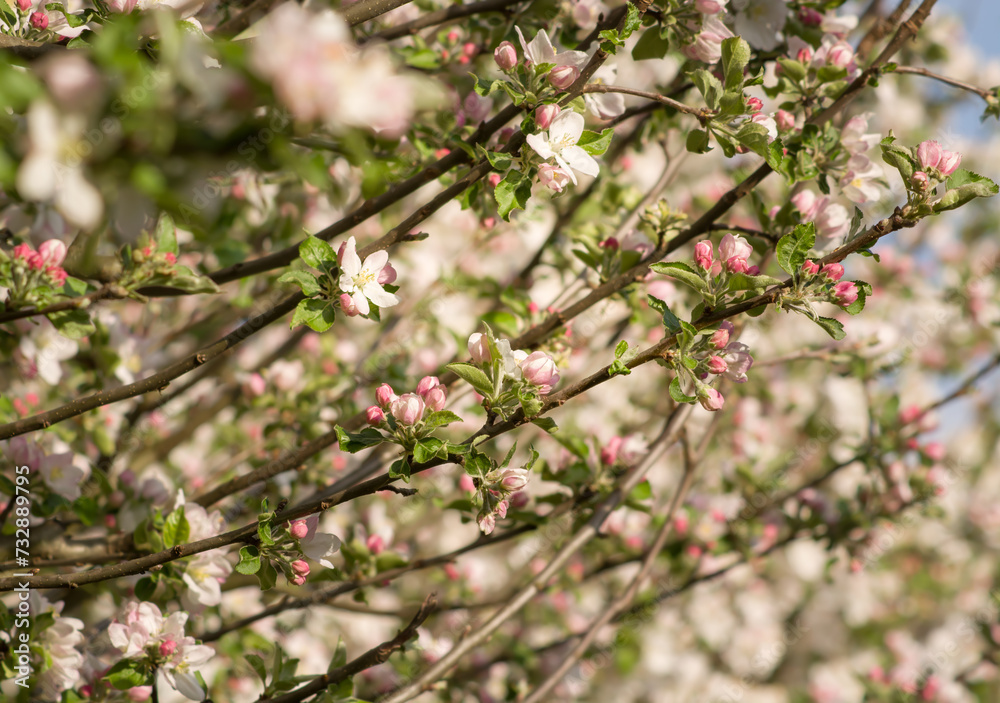 The beginning of the blossoming of an apple tree with pink buds The beginning of the blossoming of an apple tree with pink buds