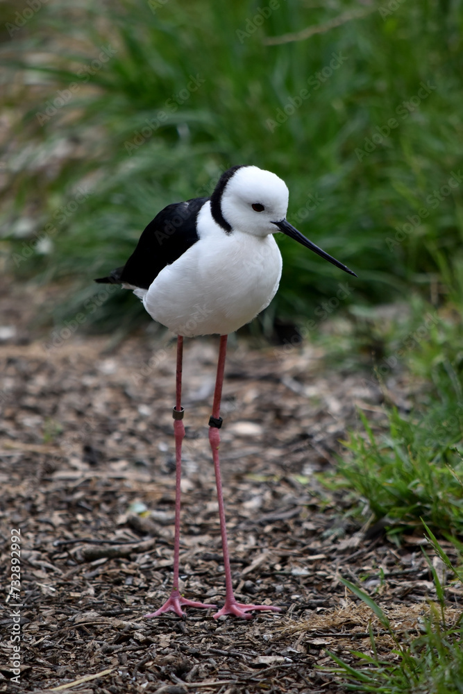 the black winged stilt is a black and white seabird with pink legs. It has a white head with a narrow black beak white chest and black wings the black winged stilt is a black and white seabird with pink legs. It has a white head with a narrow black beak white chest and black wings