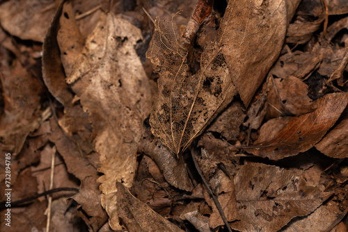 decomposing brown leaves in a moist wet environment after a rainy day photo