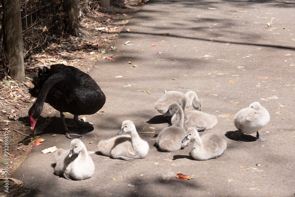 Fototapeta premium Cygnets are grey when they hatch with black beaks and gradually turn brown over the first six months at which time they learn to fly. the swan is black with a red beak