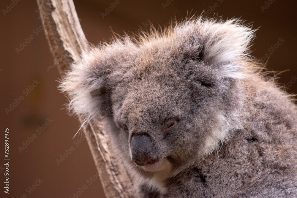 the Koala has a large round head, big furry ears and big black nose. Their fur is usually grey-brown in color with white fur on the chest, inner arms, ears and bottom. the Koala has a large round head, big furry ears and big black nose. Their fur is usually grey-brown in color with white fur on the chest, inner arms, ears and bottom.