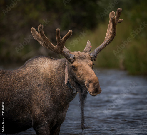 Canvas Print Moose with collar