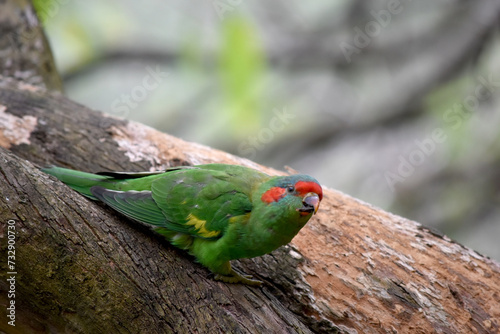 The musk lorikeet is mainly green and it is identified by its red forehead, blue crown and a distinctive yellow band on its wing. photo