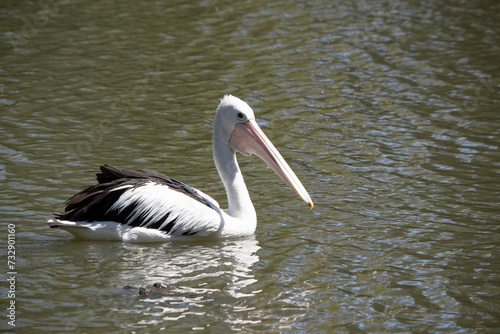 Australian pelicans are one of the largest flying birds. They have a white body and head and black wings. They have a large pink bill. © susan flashman