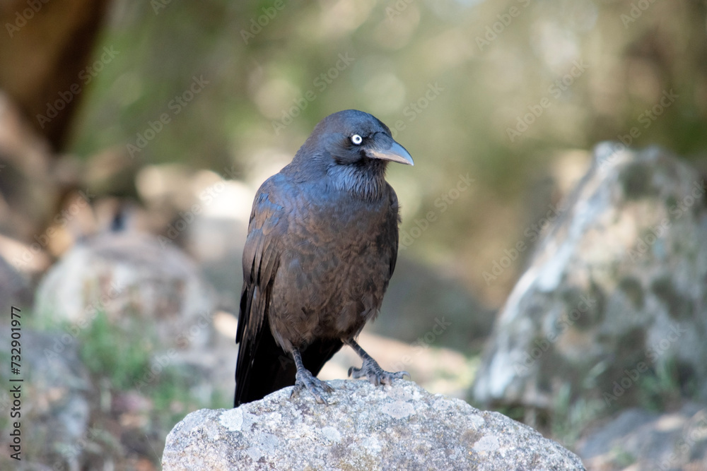 Fototapeta premium Australian Ravens are black with white eyes in adults. The feathers on the throat (hackles) are longer than in other species