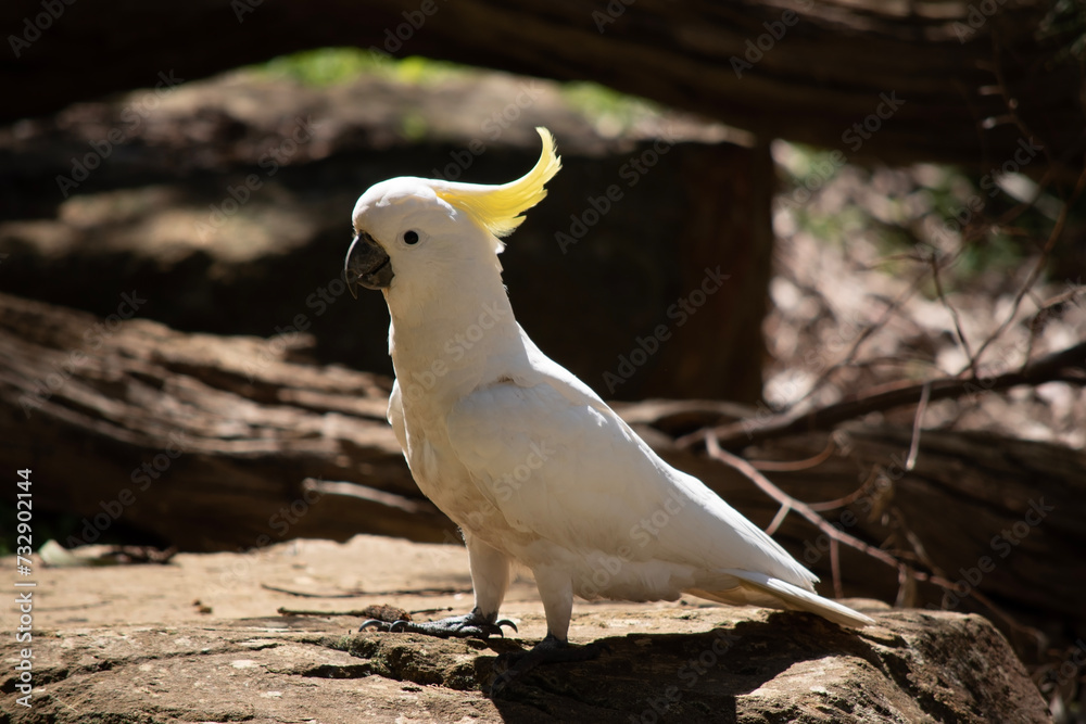 The sulphur crested cockatoo is a white bird with a yellow crest The sulphur crested cockatoo is a white bird with a yellow crest