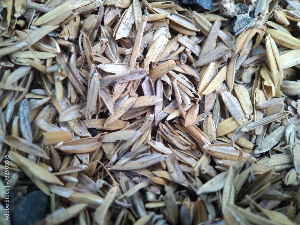 rice husks mulch covering the soil