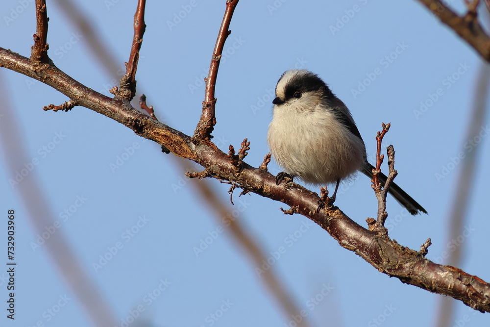 Kawaii Long-tailed Tit Kawaii Long-tailed Tit