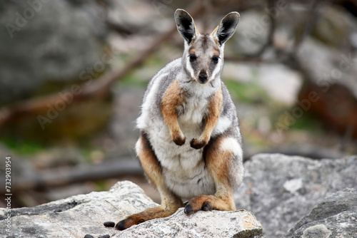 The Yellow-footed Rock-wallaby is brightly coloured with a white cheek stripe and orange ears. It is fawn-grey above with a white side-stripe, and a brown and white hip-stripe. © susan flashman