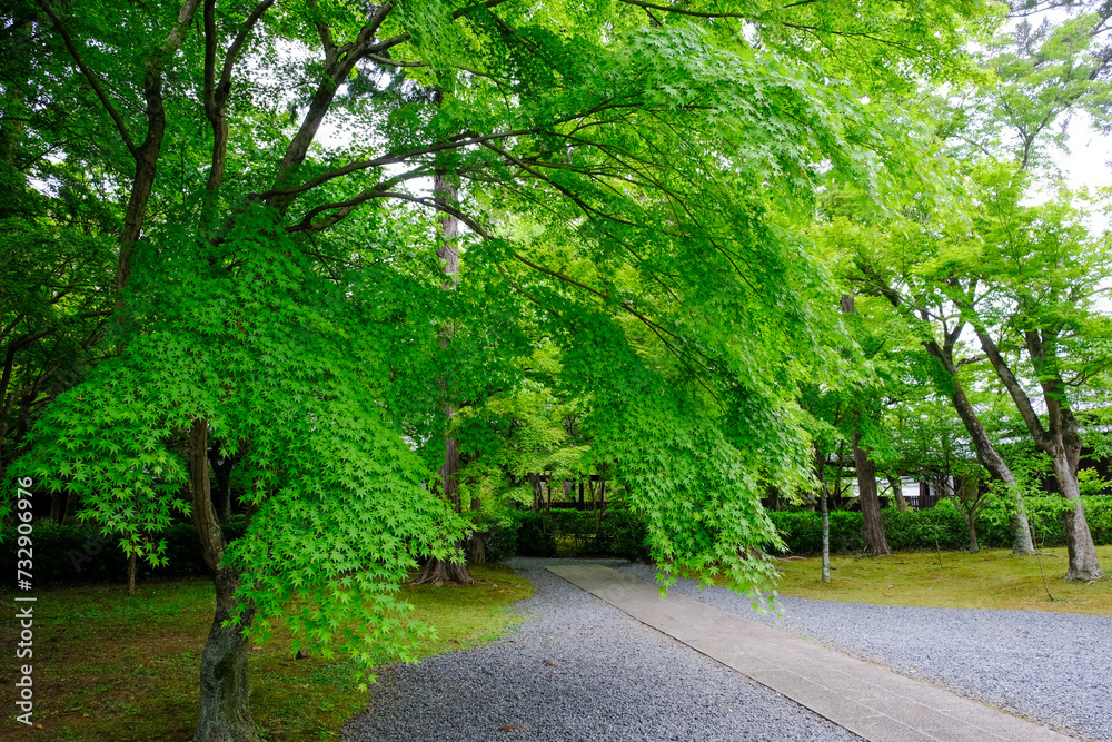 新緑が美しい季節の真如堂境内