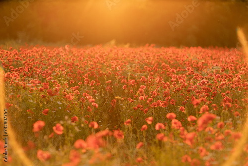 Field poppies sunset light banner. Red poppies flowers bloom in meadow. Concept nature, environment, ecosystem.