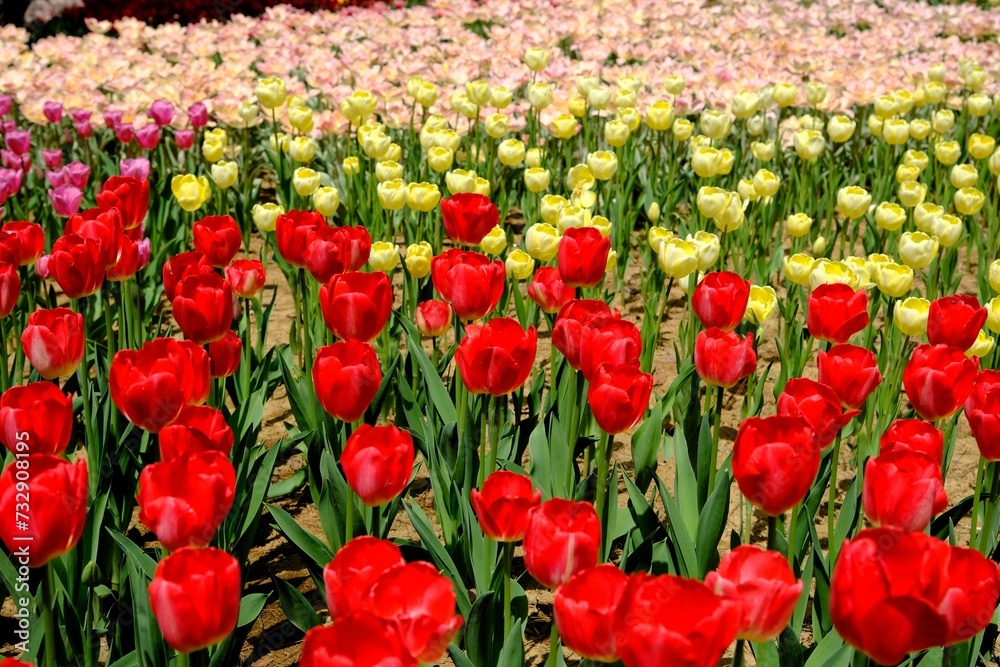 カラフルな色のチューリップ畑