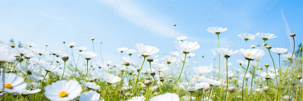 Beautiful flowers bloom with blue sky in the spring field, - obrazy, fototapety, plakaty 