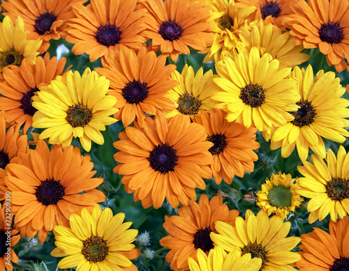 A background of yellow and orange flowers, top view.