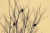 birds on branches at dawn, Dusky Thrush 