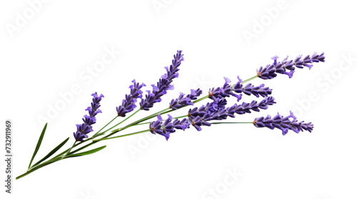 Lavender flower isolated on a transparent background