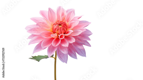 Louise Odier flower isolated on a transparent background