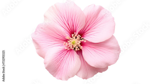 Maiden Pink flower isolated on a transparent background photo