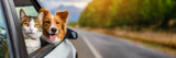 Funny portrait of cat and dog in the car on road trip. Panoramic banner, travel concept