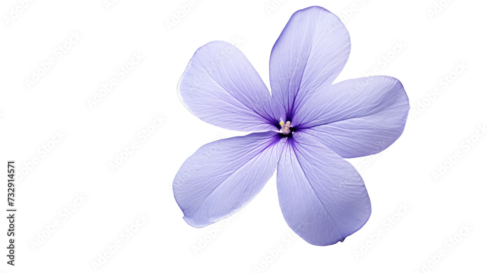 Obraz premium Periwinkle flower isolated on a transparent background