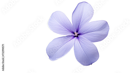 Periwinkle flower isolated on a transparent background