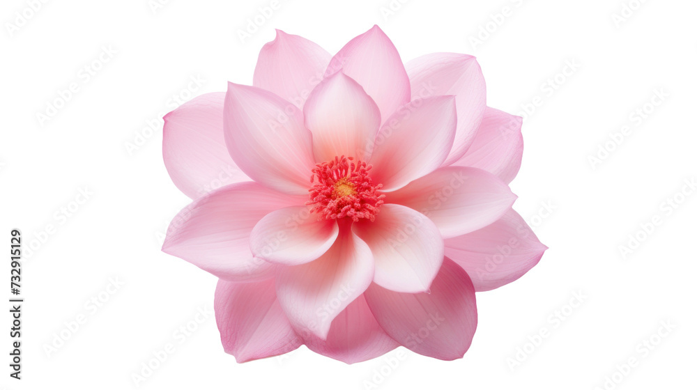 Princesse Josephine Charlotte flower isolated on a transparent background Princesse Josephine Charlotte flower isolated on a transparent background