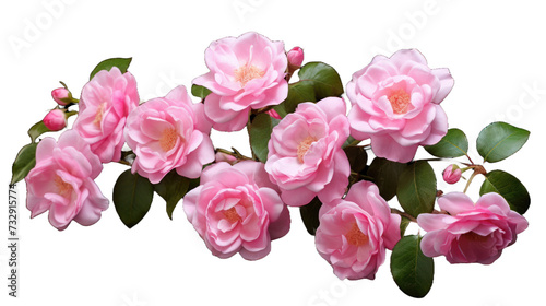 Rambling Roses flower isolated on a transparent background