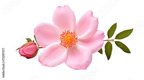 Rosa Woodsii flower isolated on a transparent background photo