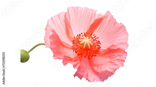 Shirley Poppy flower isolated on a transparent background