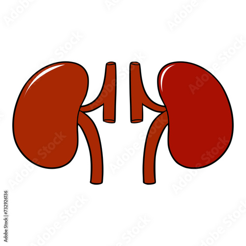 kidney organs illustration hand drawn isolated vector