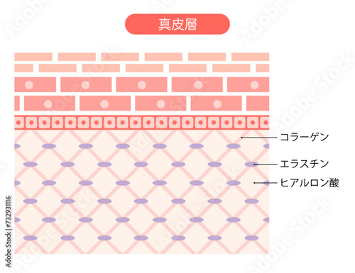 真皮　断面図　コラーゲン　エラスチン　ヒアルロン酸