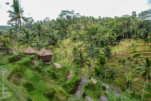 インドネシア、バリ島ウブドの棚田の風景