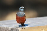 greeting, Blue Rock Thrush on the bench in the park