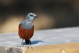 staring, Blue Rock Thrush in natural park
