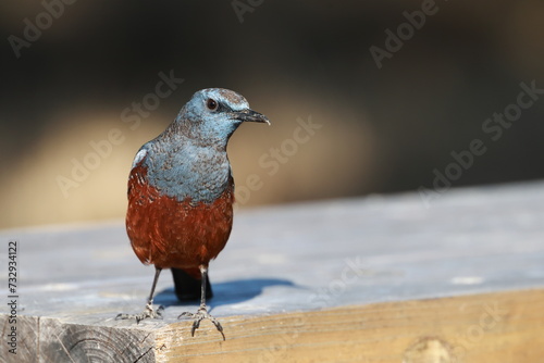 staring, Blue Rock Thrush in natural park