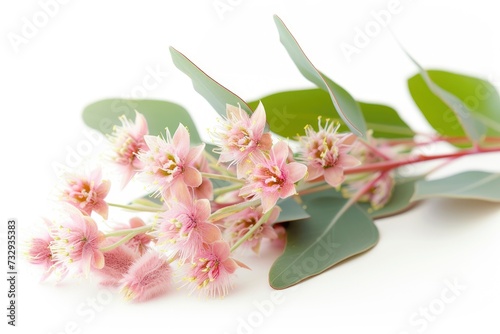 Eucalyptus flowering White background photo