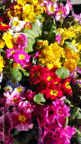 pink and yellow flowers