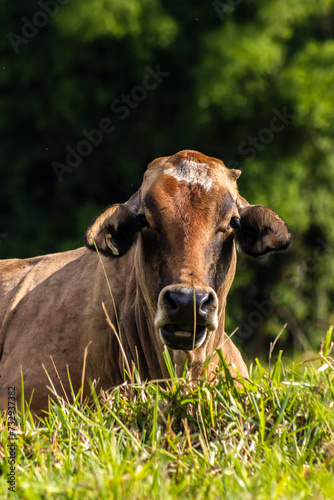 recipient cow used in artificial insemination in a pasture area of a beef cattle farm in Brazil