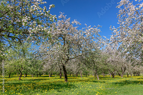 beautiful spring landscape with blossoming apple trees garden on blue sky background.