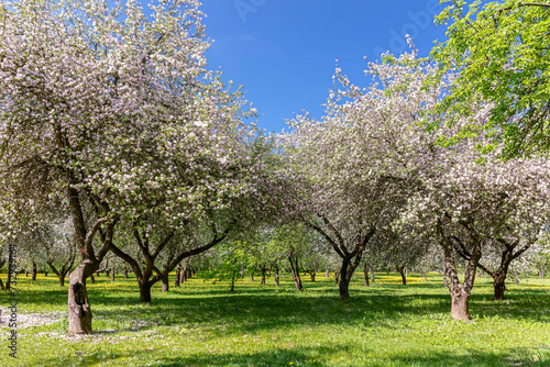 garden with blossoming apple trees in spring time on blue sky background.