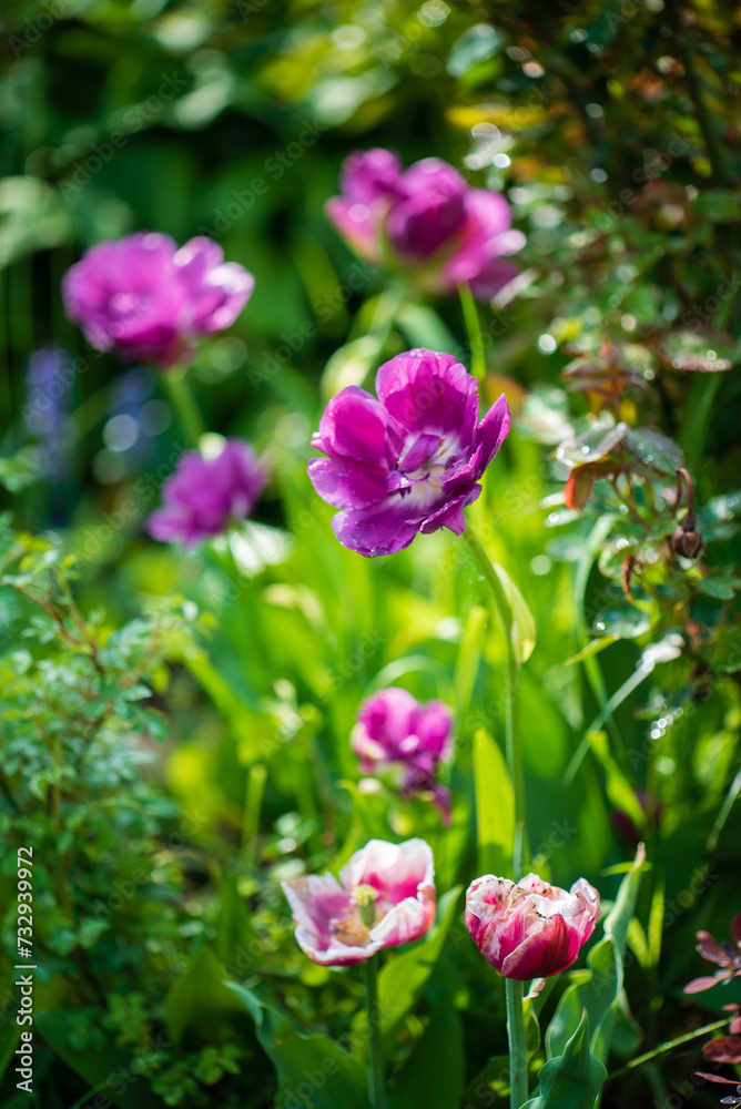 nice tulips in the garden nice tulips in the garden